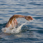 swimmer